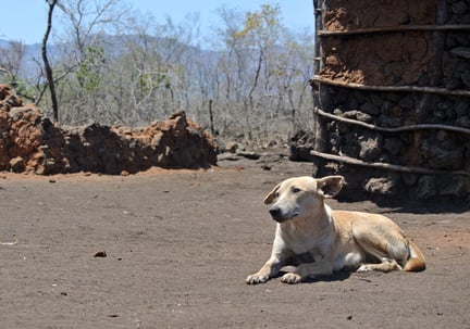 Dog lying down