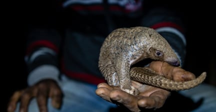 Pangolin held in a hand