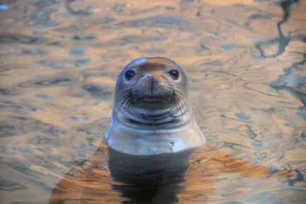 Seal in water