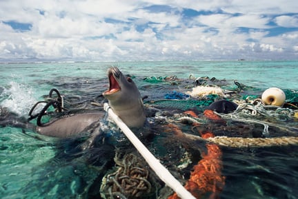 Seal entangled in ghost gear