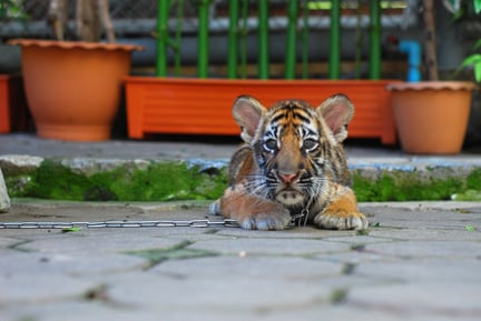 Young tiger chained at tourist attraction