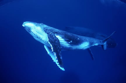 Humpback whale calf and its mother