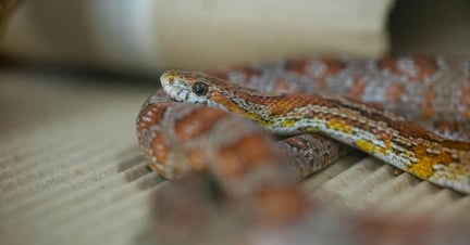Pictured: A corn snake confiscated from the exotic pet trade. Image credit: Noelly Castro / World Animal Protection
