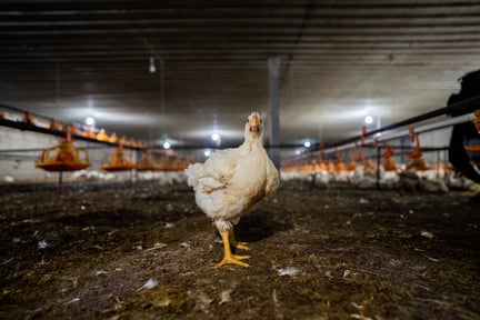 Broiler chicken. Credit: Haig / World Animal Protection / We Animals Media
