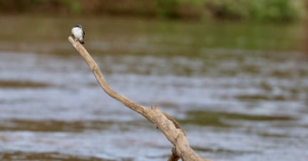 Aquidauana is an area of Mato Grosso do Sul province and the home of the Pantanal. It's the world's largest wetlands and vital habitat for many species - many of which are under threat. A small bird perches on a tree branch submerged in the Aquidauana river.