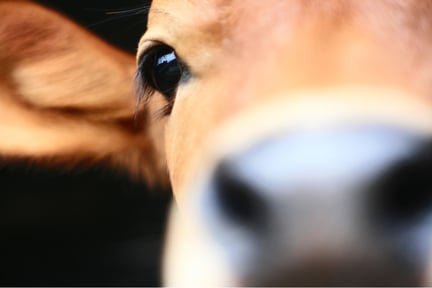 Close-up of a cow’s eye and face, highlighting the animal’s sentience.