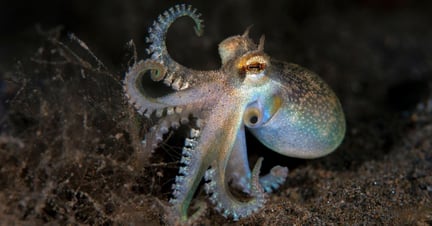A shimmering wild octopus swims across the sea floor