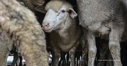 At the time of this shoot, an estimated 32,000 sheep were transported to, bought, and sold at the Ballarat Sale Yards each day. During the daylong shoot, photographer Jo-Anne McArthur documented the animals being loaded, unloaded, and then loaded again to and from transport trucks, which would then take them to slaughter, to a new farm, or to ships where they would undergo a long journey overseas. While at the sale yards, the sheep were ushered and sometimes hit in order to move up and down ramps and through chutes to be viewed and sold. Australian Cattle dogs climbed over, chased, and herded the sheep. Image credit: Jo-Anne McArthur / We Animals Media