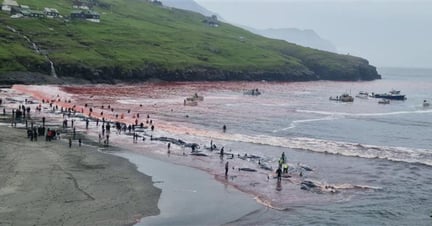 A large gathering of pilot whales being hunted and killed in the Faroe Islands. Locals have gathered to take part in the annual event.