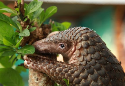 A rescued pangolin hold on a branch