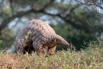 Indian pangolin in the wild
