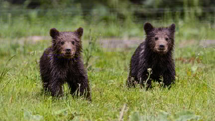 Elaine and David who were relocated to Libearty Bear Sanctuary