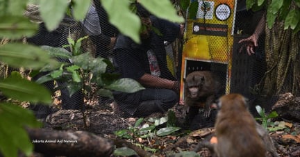 Unyil takes his first steps of freedom after rehabilitation. Image credit: Jakarta Animal Aid Network (JAAN)