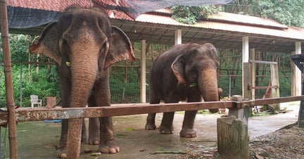 Captive elephants at a venue in Thailand. These elephants are used for tourist attractions, such as washing and bathing. Image credit: World Animal Protection