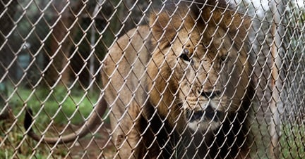 A lion in captivity in an undisclosed location in Africa. The lion was not made to interact with visitors, but paced up and down the fence line. Image credit: World Animal Protection