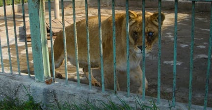 A lion with glaucoma at Buhusi zoo, Romania.Image credit: World Animal Protection
