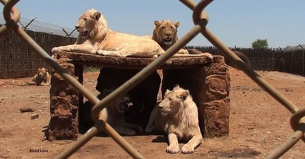 Captive lions which were bred and used for breeding in South Africa's lion farming industry. Image credit: Blood Lions