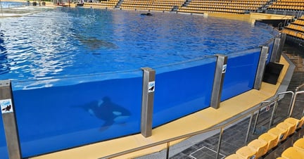 Captive orcas at Loro Parque, located in Tenerife, swim around the performing tank which is surrounded by empty seats. Image credit: World Animal Protection