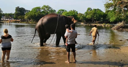 A chained captive elephant in the river at Dubare elephant camp, pictured with tourists watching. Image credit: Dakshesh Tailor / Shutterstock. Asset ID: 1468097597