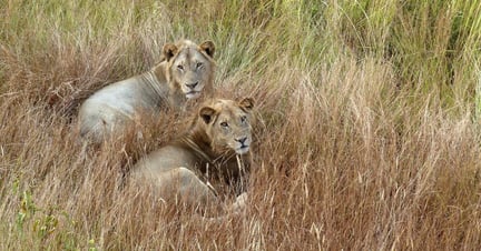 Two lions in tall grass in a national park in Tanzania. Image credit: World Animal Protection