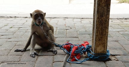 Ari, a three-year-old macaque in the area of Cirebon in West Java. The last major "dancing monkey village" training center operates here, continuing to fuel the cruel trade. Pictured; Ari, male, 3 years old. Image courtesy of Jakarta Animal Aid Network'