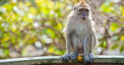 A macaque monkey perches on a barrier in Thailand
