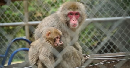 A captive Japanese macaque with a young baby macaque at a roadside zoo in Ontario, Canada. Image Credit: Sasha Rink / World Animal Protection