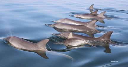 Pod of wild dolphins swimming in Mandurah, Western Australia. Image credit: Mandurah Cruises