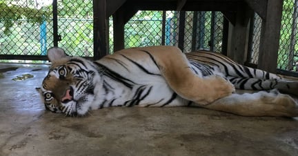 Ruby, a three-year-old female Bengal tiger, is kept in a barren cage at one entertainment venue in Thailand. Image credit: World Animal Protection