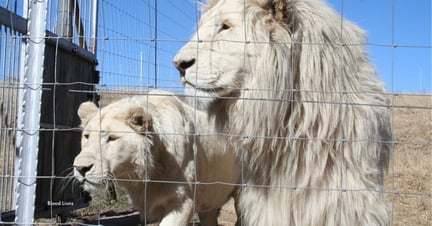Two adult lions at a breeding facility in South Africa. The lion farming industry breeds lions for tourist experiences. Image credit: Pippa / Blood Lions
