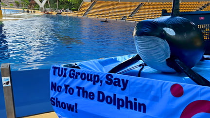 A blow up Orca used in a protest against TUI Group is shown in front of a captive orca