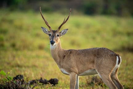 White-tailed deer standing alert in a grassy habitat, looking toward the camera.