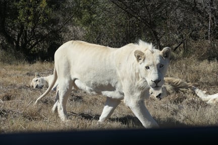 A sub-adult male white lion, with exploratory behavior toward the cars in the captive safari tours, used in the lion tourism/farm exploitation in South Africa