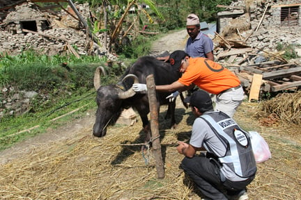 World Animal Protection's Dr. Akash Maheshwari and a volunteer in Nepal helping livestock and local communities following the devastation caused by an earthquake in April 2015