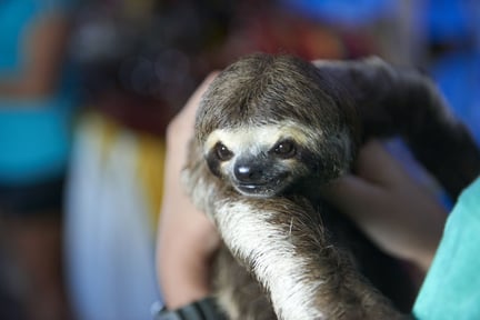 Sloth selfies: how we discovered the true impact 