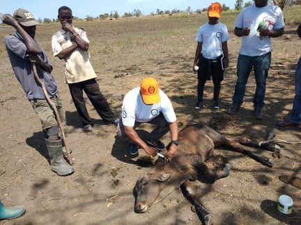Cow in the mud