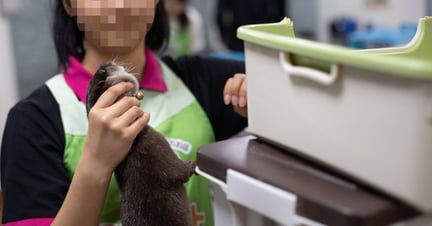 Asian otters are threatened by the growing pet trade