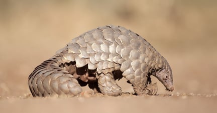 Pangolin 