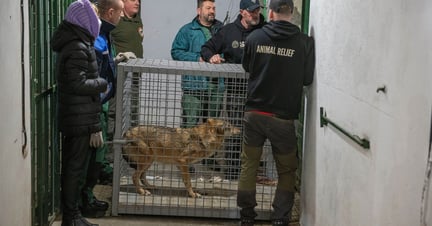 Elza the wolf has been rescued from Ukraine