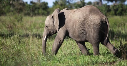 A young elephant in Mikumi National Park, Tanzania