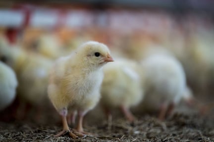 Chick in a higher welfare farm in the Netherlands