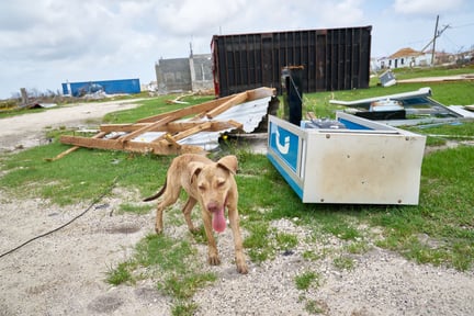 A dog amongst rubble in Barbuda after Hurricane Irma - World Animal Protection - Disaster management