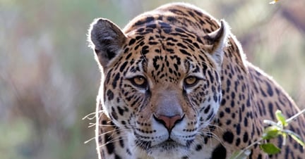 A jaguar in the nature