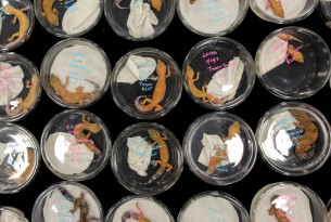 Lizards in plastic tubs at a pet expo - coronavirus statement - World Animal Protection