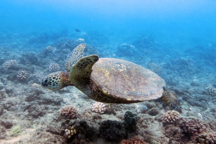 Turtle swimming of the coast of Hawaii - World Animal Protection - Sea Change