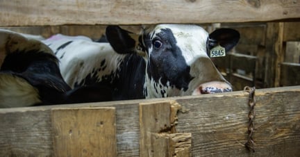 A cull dairy cow at auction