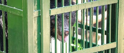A bear forced to live alone in a small cage for 20 years in Vietnam has finally been released to safety.