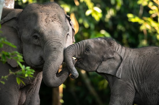 Family of Asian elephants in the wild; Shutterstock ID 2437985683; licensed for use globally in all media. Credit: Independent birds/ Shutterstock