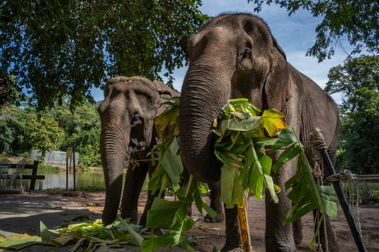 SES is situated on 900 rai (approximately 355 acres) in Phitsanulok province, Thailand, (about 400 km north of Bangkok) currently home to five elephants. Pictured; Sribua (left) and Gumrai (right). Credit: World Animal Protection / Adam Oswell