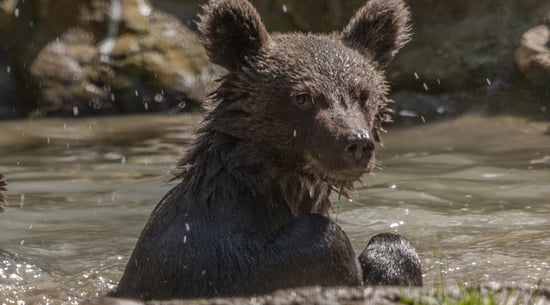 Orphaned bear cub Luci rescued to AMP Libearty Sanctuary